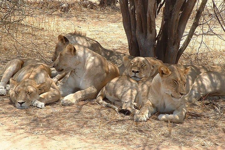 Ruaha National Park: 2-Day Budget Safari from Iringa photo 4