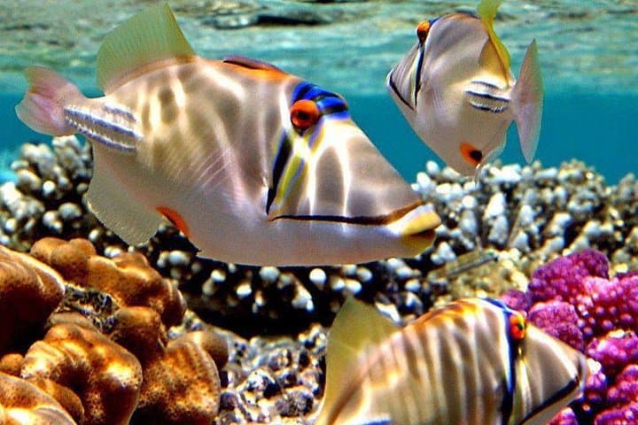 Red Sea Reef Run: Utopia Island Snorkeling Day Trip from Luxor