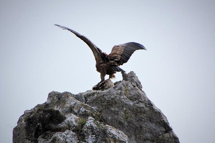 Vulture Trek in Psiloritis Geopark: Platania Gorge Birdwatching Hike