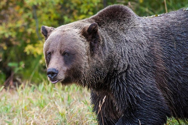Grizzly Bear Viewing & Yoho National Park Day Trip from Banff