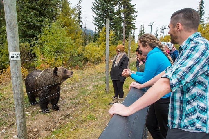 Grizzly Bear Viewing & Yoho National Park Day Trip from Banff photo 4