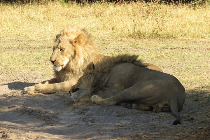 3-Day Central Kalahari Game Reserve Safari from Maun