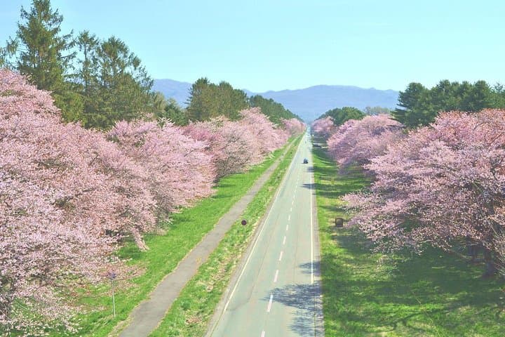 Sapporo Day Trip: Shizunai Nijukken Road Cherry Blossom Tunnel