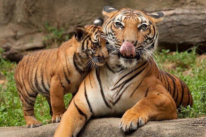 Ranthambore & Golden Triangle: 4-Day Tiger Safari, Taj Mahal & Jaipur Highlights photo 1
