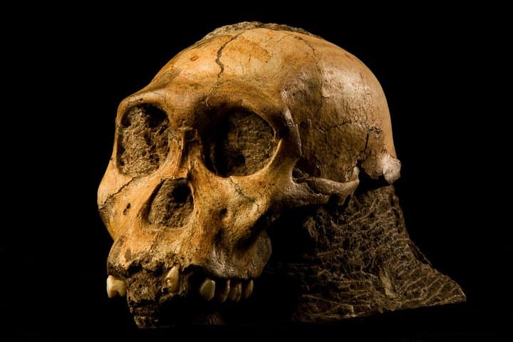 Exploring the Cradle of Humankind: Half-Day Sterkfontein & Maropeng Tour photo 2