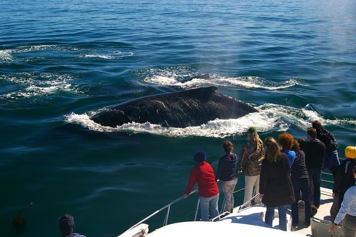 Hermanus Boat Whale Watching: Close-Up Encounters with Southern Right Whales photo 2