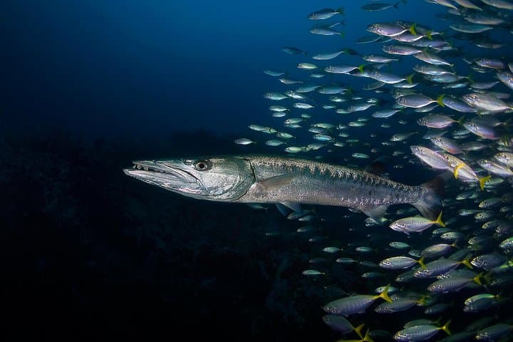 PADI Advanced Open Water Diver Course on Koh Tao — 2 Days, 1 Night photo 2