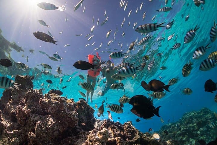 Half-Day Keishi Lagoon Tour: Snorkel with Sharks & Rays in Bora Bora