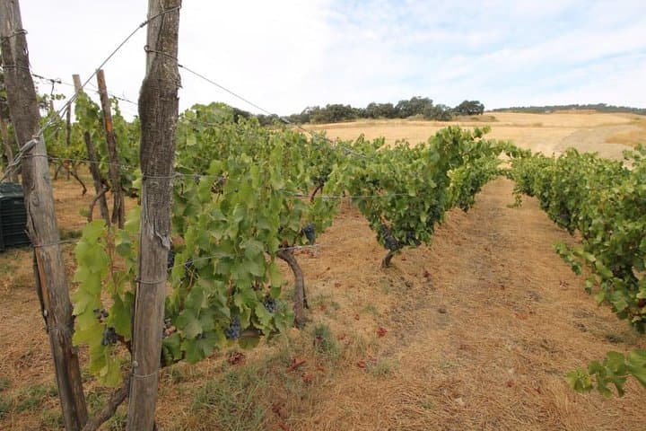 Full-Day Ronda Wine Tour: Finca La Melonera & Ronda Highlights photo 3