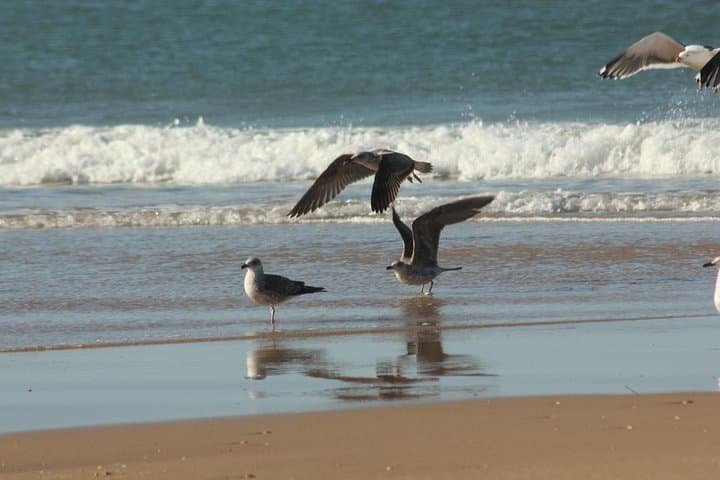 El Rocío & Doñana Natural Park Day Trip from Seville — Dunes, Wetlands & Beach Walks