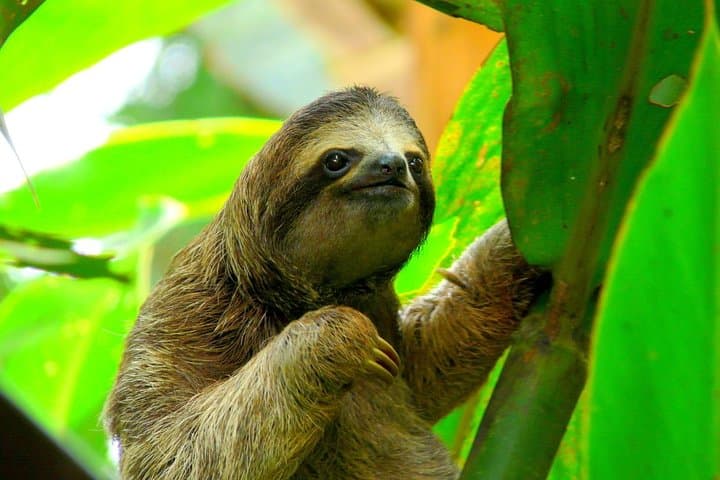 Costa Rica 15-Day Self-Drive: Beaches, Rainforests & Tortuguero from Liberia photo 3