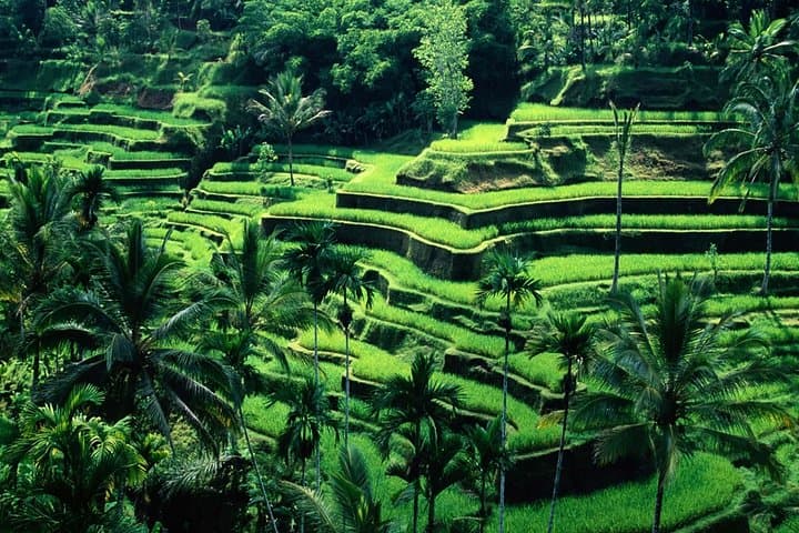 Ubud One-Day Tour: Monkey Forest, Tegalalang Rice Terraces & Tegenungan Waterfall