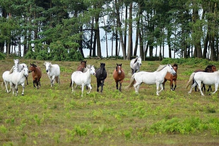 New Forest and Salisbury Day Tour from Southampton — Beaulieu, Lyndhurst & Salisbury Cathedral