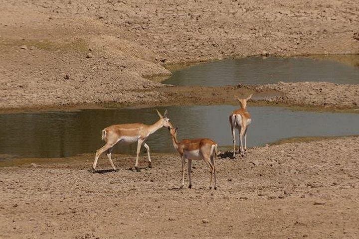 Bishnoi Village Safari: Private Half‑Day Cultural & Wildlife Tour from Jodhpur