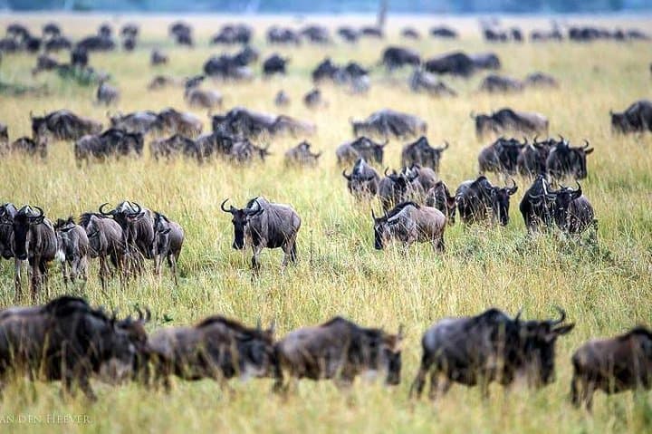 Masai Mara 2-Day Safari from Nairobi: Big Five & Migration Highlights photo 5