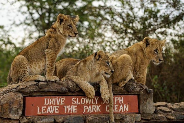 Explore Nairobi National Park and Cultural Highlights on a Full-Day Safari photo 1