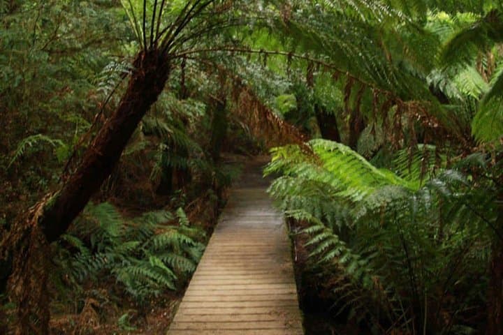 Great Ocean Road Day Tour: Twelve Apostles, Forest Walks & Wildlife from Melbourne photo 4