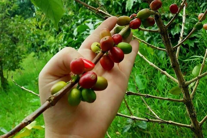Hacienda Coloma Coffee Tour from Bogotá — Exclusive Farm Visit & Tasting photo 3