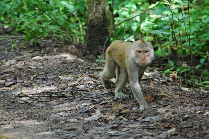 Speedboat to Can Gio Mangroves: Day Trip from Saigon photo 4