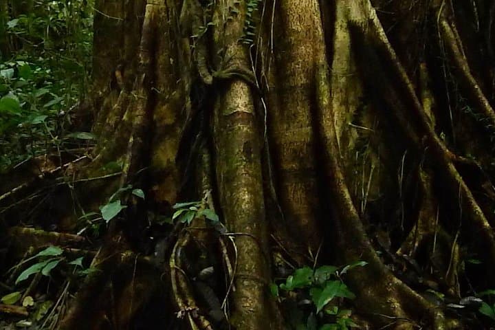 Kuching Kubah National Park Rainforest Trek — Waterfalls & Pitcher Plants photo 3