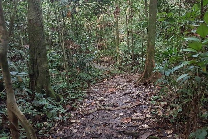 Kuching Kubah National Park Rainforest Trek — Waterfalls & Pitcher Plants photo 4