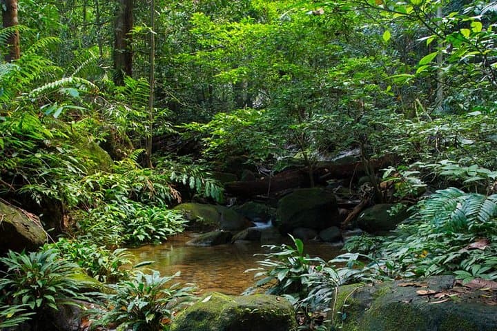 Kuching Kubah National Park Rainforest Trek — Waterfalls & Pitcher Plants photo 5