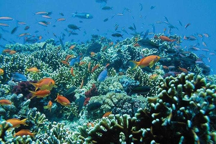 Blue Lagoon Bali Snorkeling: All-Inclusive Padangbai Day Tour photo 5