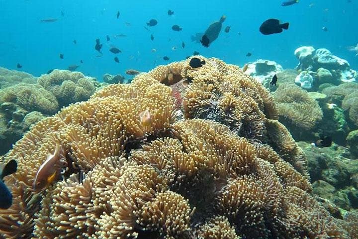 Blue Lagoon Bali Snorkeling: All-Inclusive Padangbai Day Tour photo 6