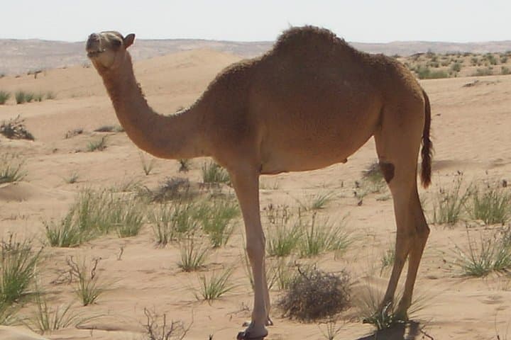 Abu Dhabi Quad Bike Desert Safari: Dune Bashing, Camel Farm & Bedouin Camp photo 5