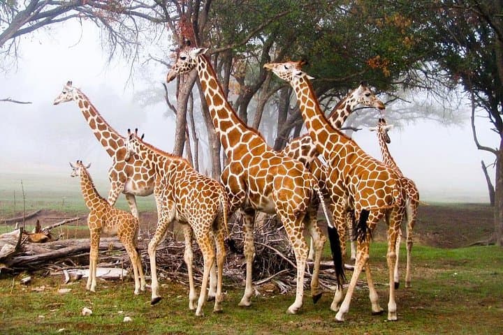 13-Day Kenya Wildlife Safari & Diani Beach Family Holiday photo 4