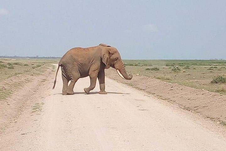 Full-Day Mikumi National Park Safari from Dar es Salaam photo 5