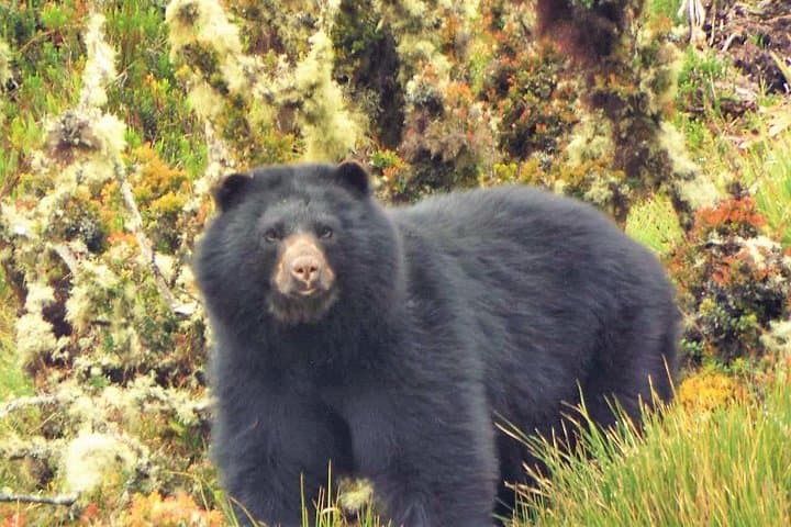 Chingaza National Park Eco-Tour from Bogotá: Páramo Trails & Spectacled Bears