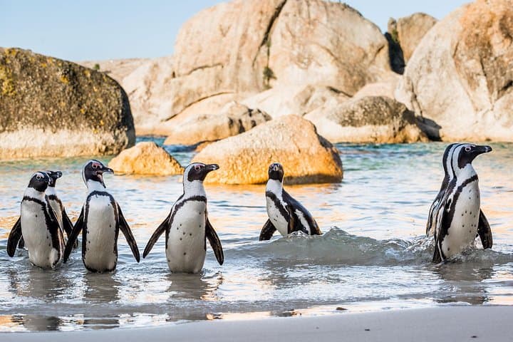 Private Cape Peninsula Tour: Cape of Good Hope, Cape Point & Boulders Penguins photo 6