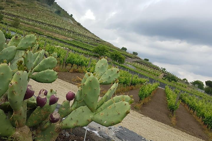 Mount Etna Silvestri Craters and Winery Day Trip from Catania