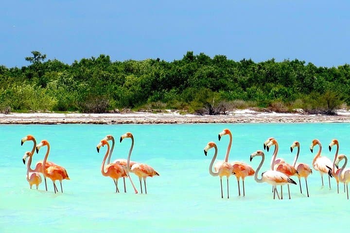 Holbox Island & Yalahau Cenote Day Trip from Cancun — Boat Tour Guide