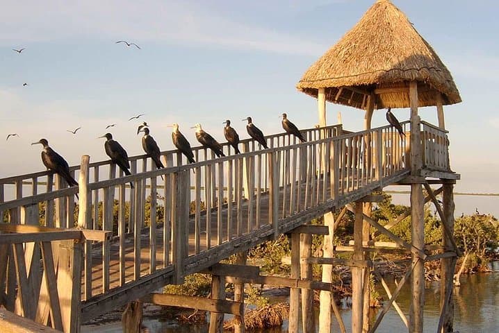 holbox-island-cenote-yalahau-day-trip-from-cancun photo 5