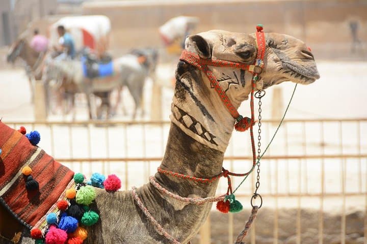 Full-Day Guided Tour: Giza Pyramids, Downtown Cairo & Islamic Cairo photo 5