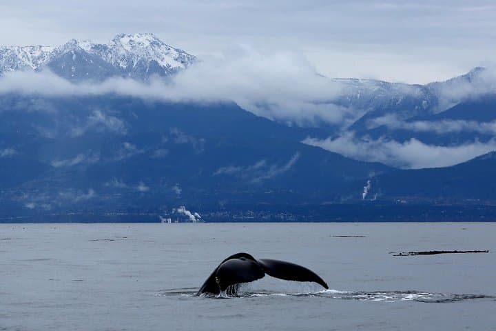 Victoria Zodiac Whale-Watching Adventure — Inner Harbour to Ogden Point photo 4
