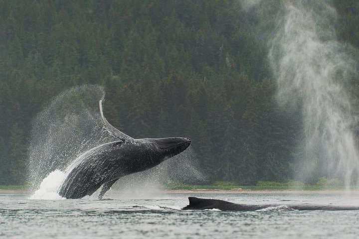 Paddle with Whales: Kayak Adventure in Juneau’s Inside Passage