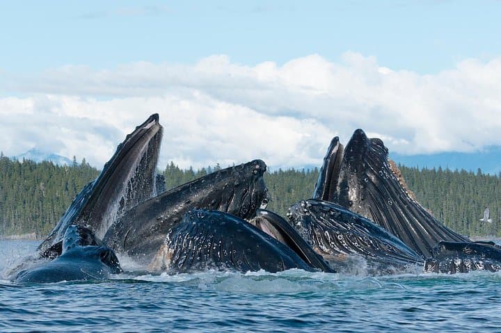 Paddle with Whales: An Immersive Kayak Adventure in Juneau's Inside Passage photo 5
