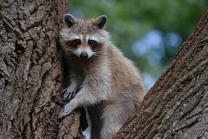 Montreal Ecomuseum Zoo Private Half-Day Tour: West Island Wildlife Walk