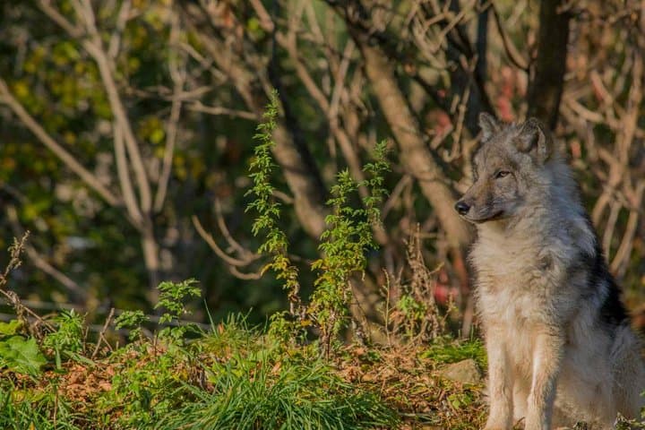 Montreal Ecomuseum Zoo Private Half-Day Tour: West Island Wildlife Walk photo 3