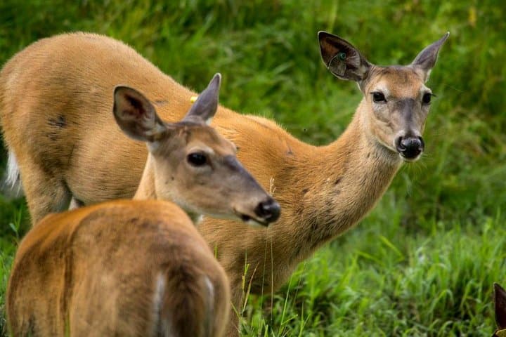 Montreal Ecomuseum Zoo Private Half-Day Tour: West Island Wildlife Walk photo 4