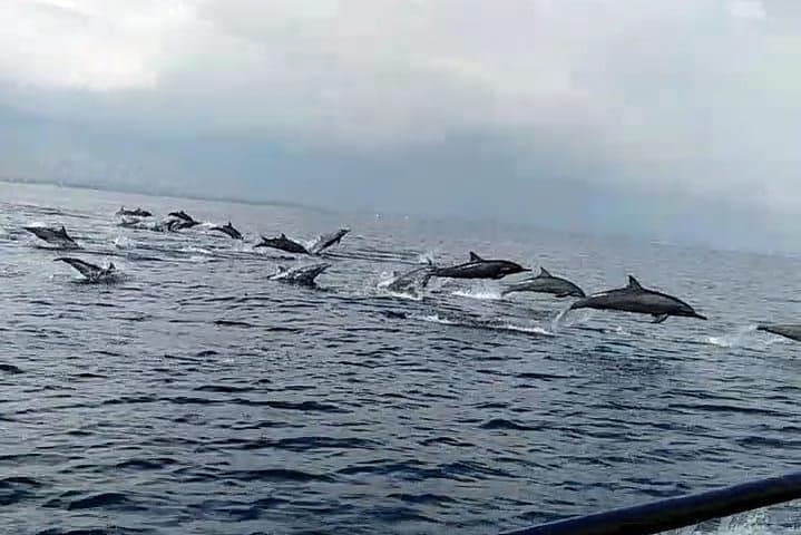Experience Sunrise and Dolphins at Lovina Beach photo 4