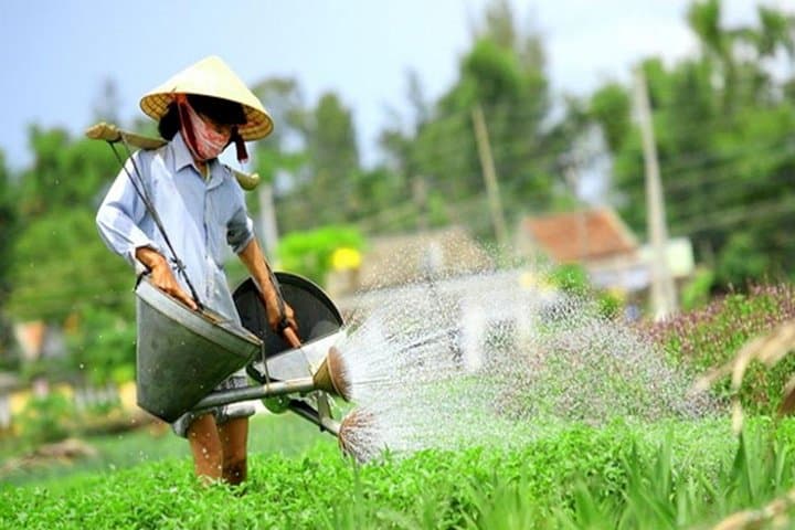 Tra Que Vegetable Village Cooking Class — Hoi An Farm-to-Table Experience photo 3