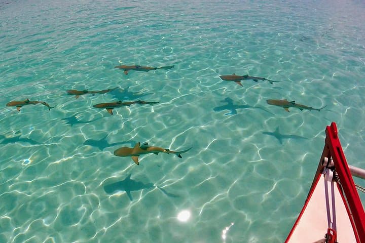 Private Moorea Catamaran: Half-Day Snorkel with Sharks, Rays & Coral Gardens photo 4