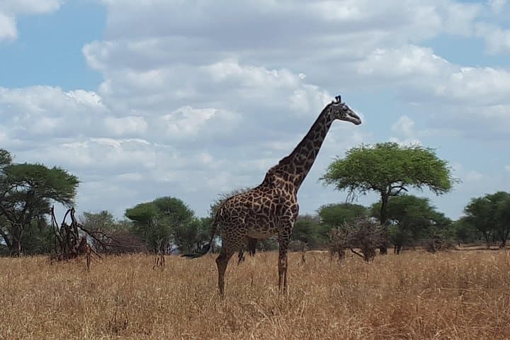 Lake Manyara Day Safari — Tree‑Climbing Lions, Flamingos & Hippo Pool photo 5