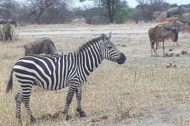 Lake Manyara Day Safari — Tree‑Climbing Lions, Flamingos & Hippo Pool photo 4
