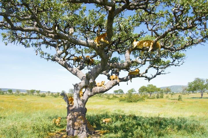 2-Day Joined-Group Safari: Tarangire & Lake Manyara — Big Game and Birdlife photo 2