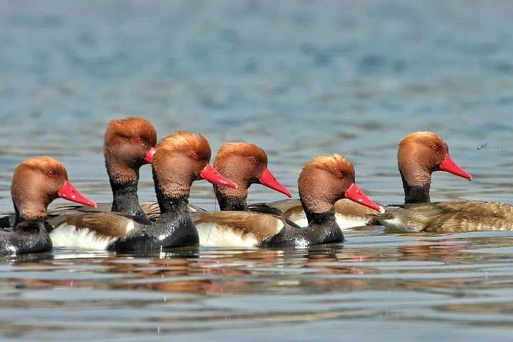 Chambal River Safari: Gharials, River Dolphins and Badlands Wildlife near Agra photo 2